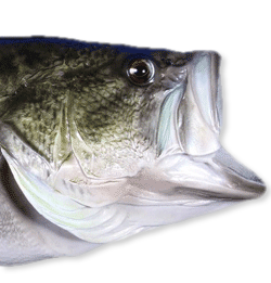 Bass with Flex Eye